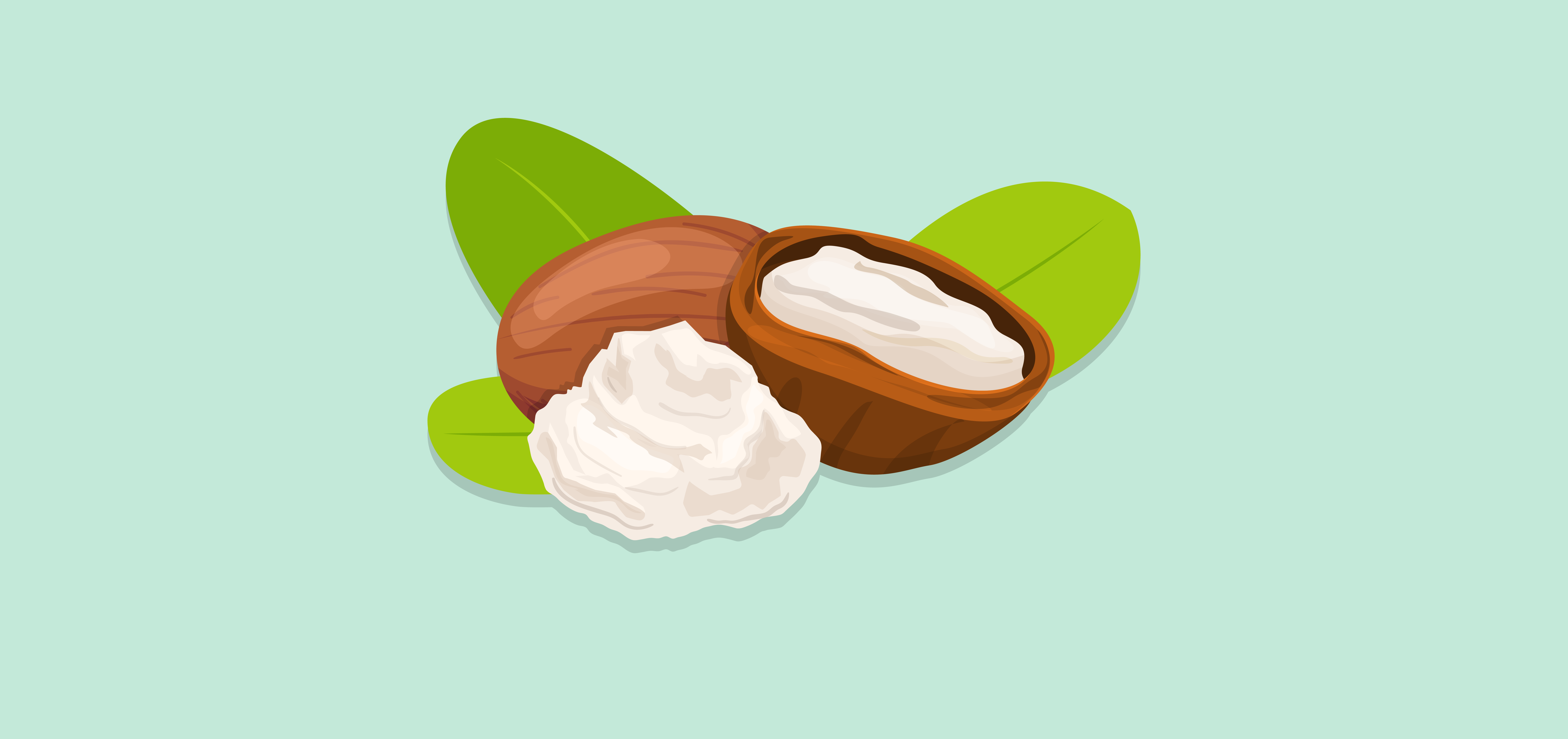 Shea Butter Skin Benefits and Uses